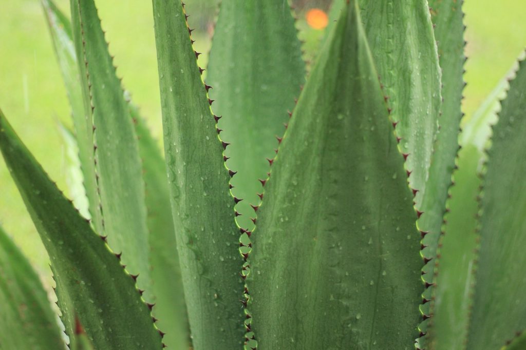 Aloes na zdrowie