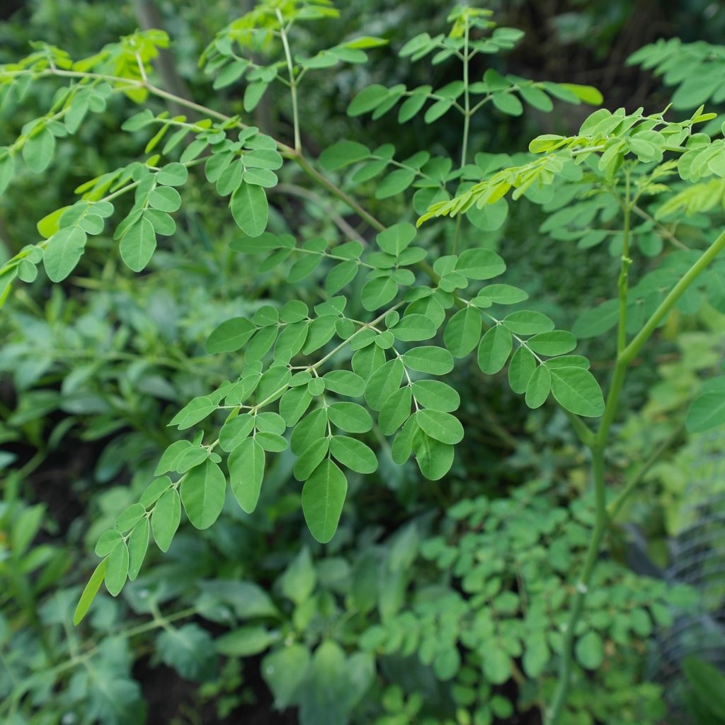 Drzewo moringa